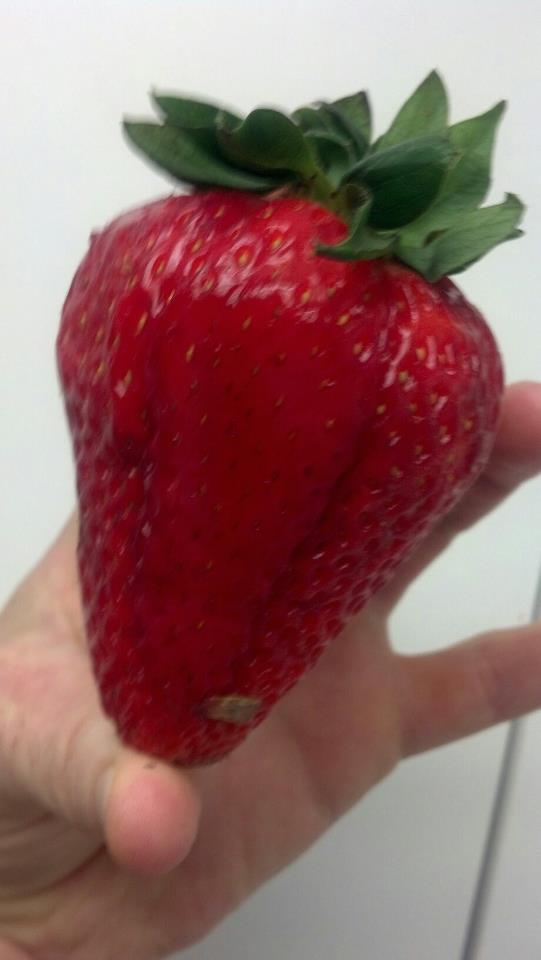 Huge Strawberry